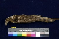 藏品(鳳頭蒼鷹)的圖片